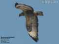 Мохноногий курганник фото (Buteo hemilasius) - изображение №616 onbird.ru.<br>Источник: www.birdforum.net